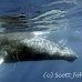 whale_humpback_h_00230_dom3631.jpg
